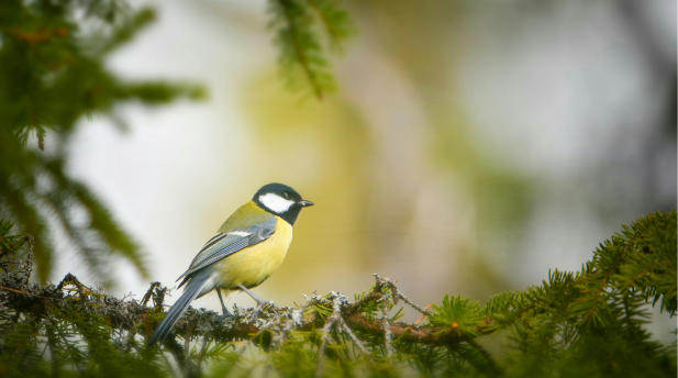 Design uten navn - 2026-03-16T110713.190